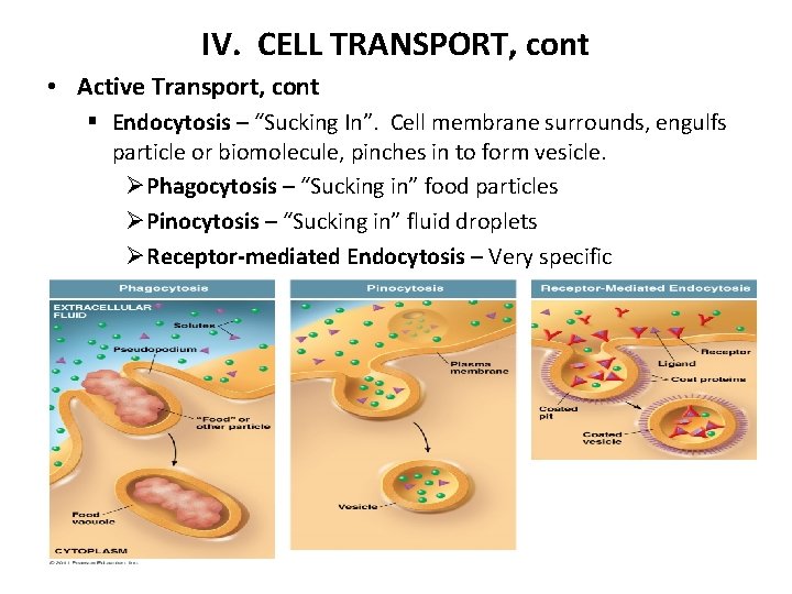 IV. CELL TRANSPORT, cont • Active Transport, cont § Endocytosis – “Sucking In”. Cell