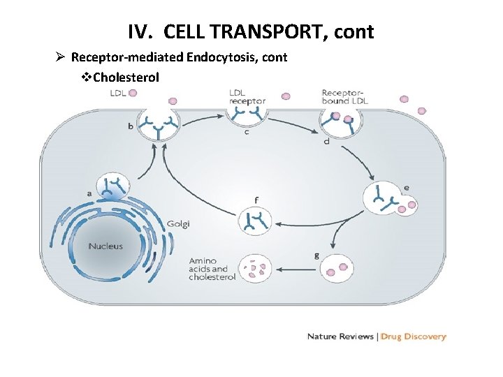 IV. CELL TRANSPORT, cont Ø Receptor-mediated Endocytosis, cont v. Cholesterol 