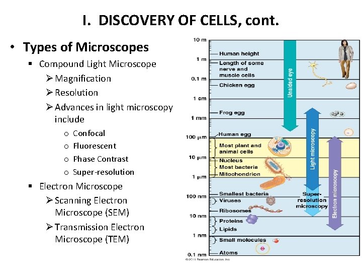 I. DISCOVERY OF CELLS, cont. • Types of Microscopes § Compound Light Microscope Ø