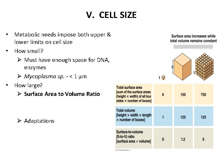 V. CELL SIZE • Metabolic needs impose both upper & lower limits on cell