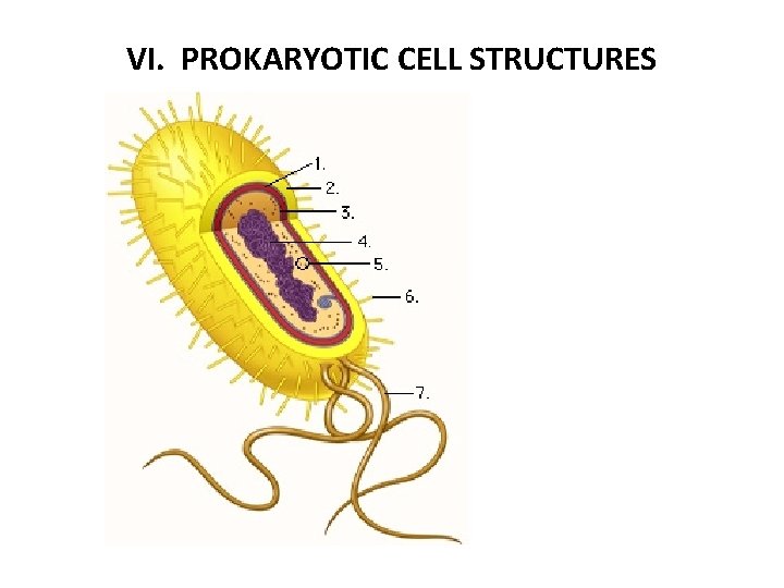 VI. PROKARYOTIC CELL STRUCTURES 
