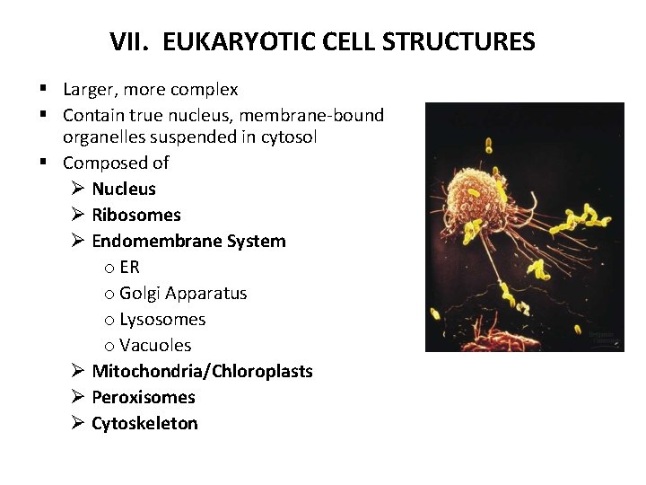 VII. EUKARYOTIC CELL STRUCTURES § Larger, more complex § Contain true nucleus, membrane-bound organelles