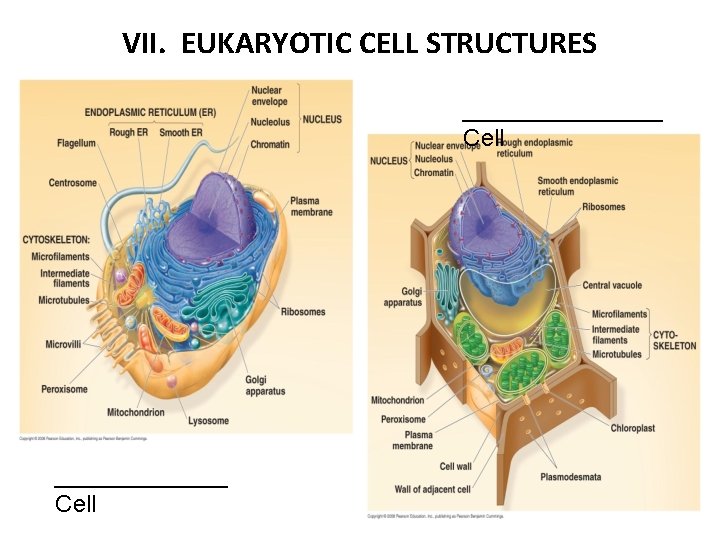 VII. EUKARYOTIC CELL STRUCTURES ________ Cell 
