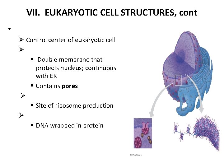 VII. EUKARYOTIC CELL STRUCTURES, cont • Ø Control center of eukaryotic cell Ø §