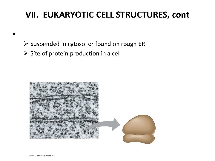 VII. EUKARYOTIC CELL STRUCTURES, cont • Ø Suspended in cytosol or found on rough