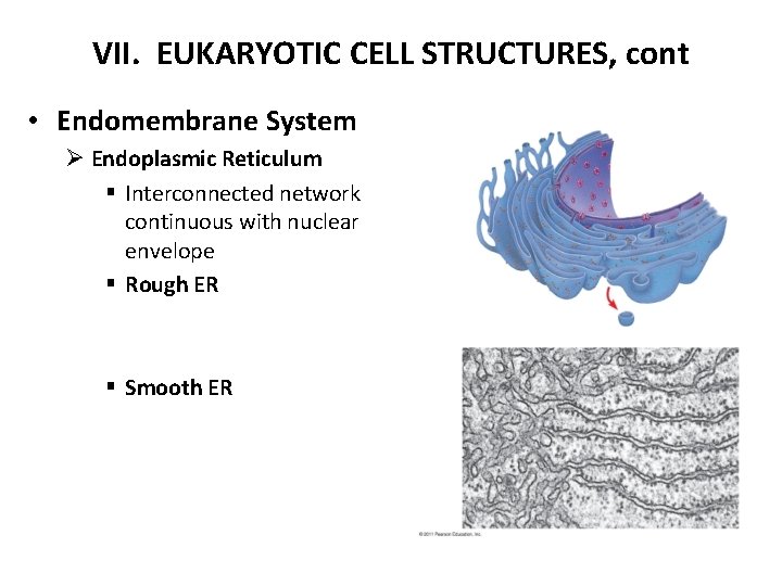VII. EUKARYOTIC CELL STRUCTURES, cont • Endomembrane System Ø Endoplasmic Reticulum § Interconnected network