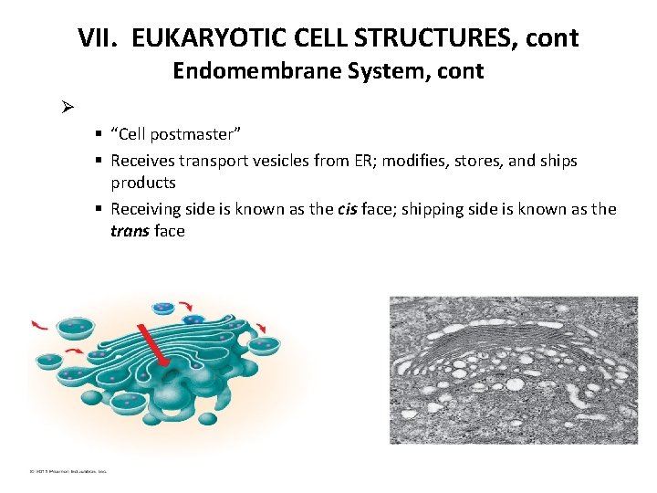 VII. EUKARYOTIC CELL STRUCTURES, cont Endomembrane System, cont Ø § “Cell postmaster” § Receives