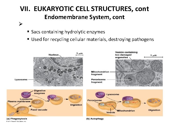 VII. EUKARYOTIC CELL STRUCTURES, cont Ø Endomembrane System, cont § Sacs containing hydrolytic enzymes