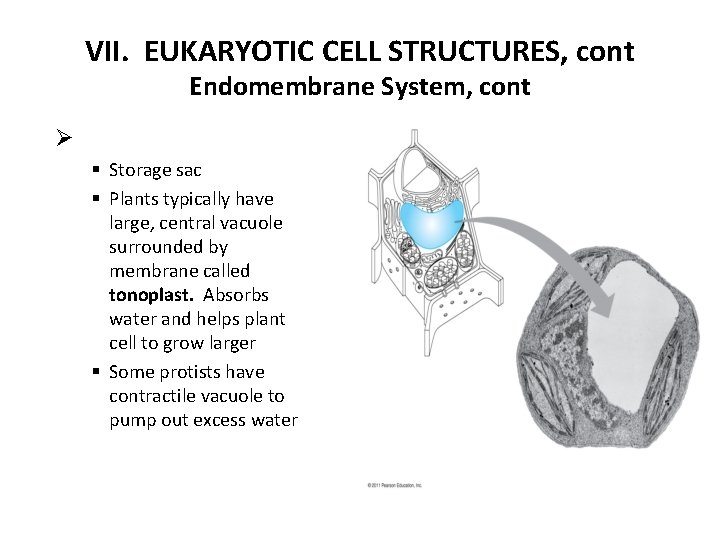 VII. EUKARYOTIC CELL STRUCTURES, cont Endomembrane System, cont Ø § Storage sac § Plants