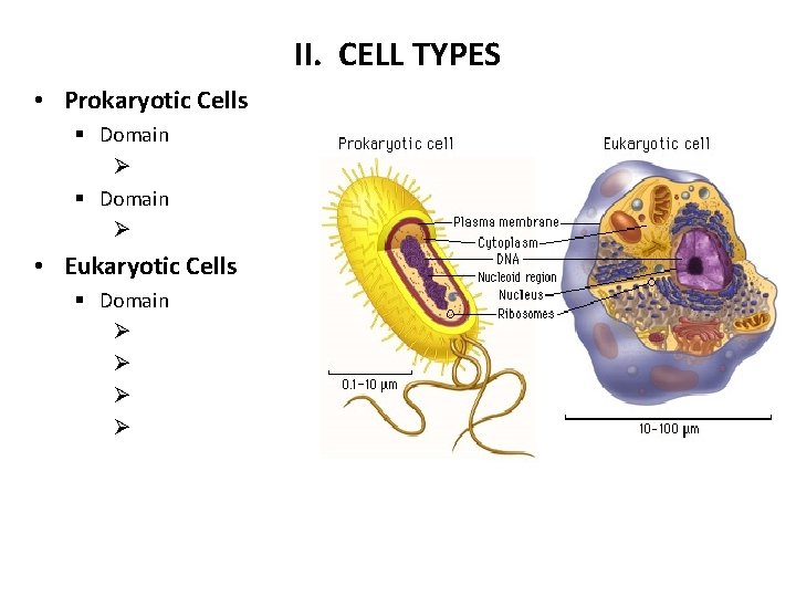 II. CELL TYPES • Prokaryotic Cells § Domain Ø • Eukaryotic Cells § Domain