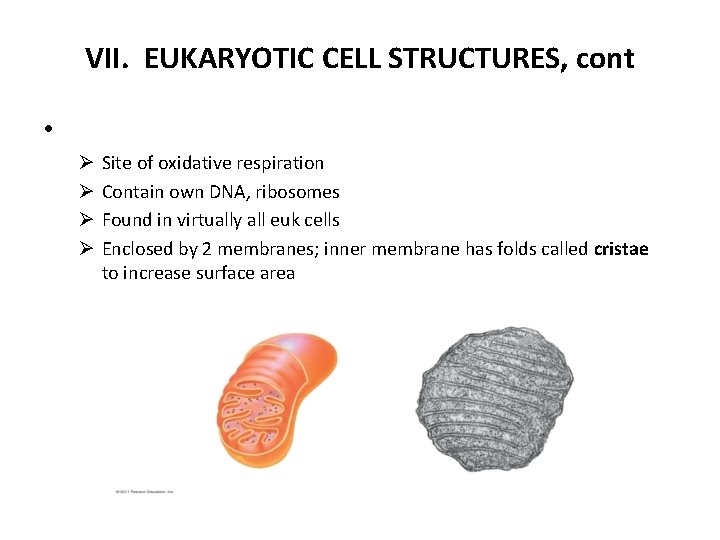 VII. EUKARYOTIC CELL STRUCTURES, cont • Ø Ø Site of oxidative respiration Contain own