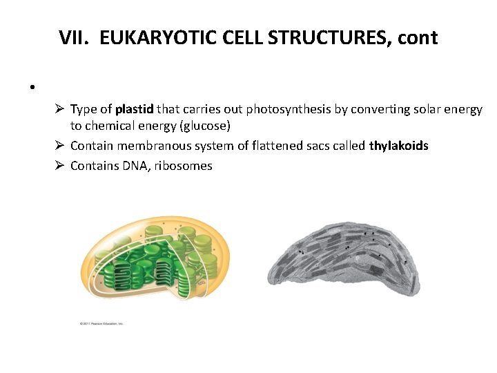 VII. EUKARYOTIC CELL STRUCTURES, cont • Ø Type of plastid that carries out photosynthesis