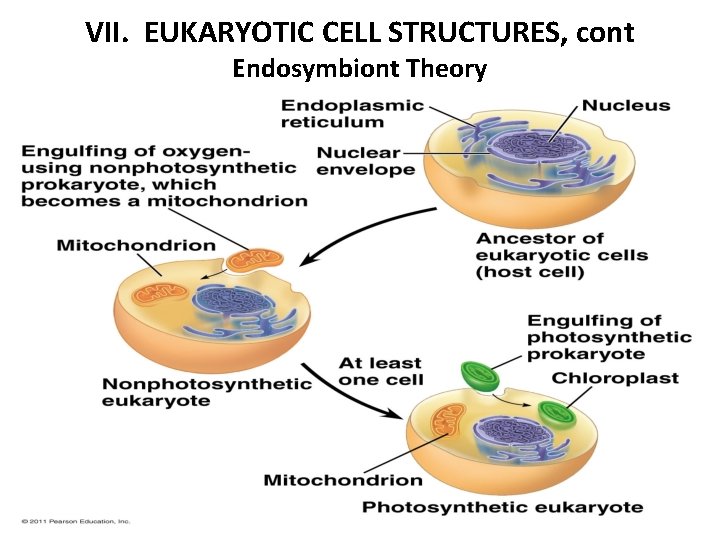 VII. EUKARYOTIC CELL STRUCTURES, cont Endosymbiont Theory 