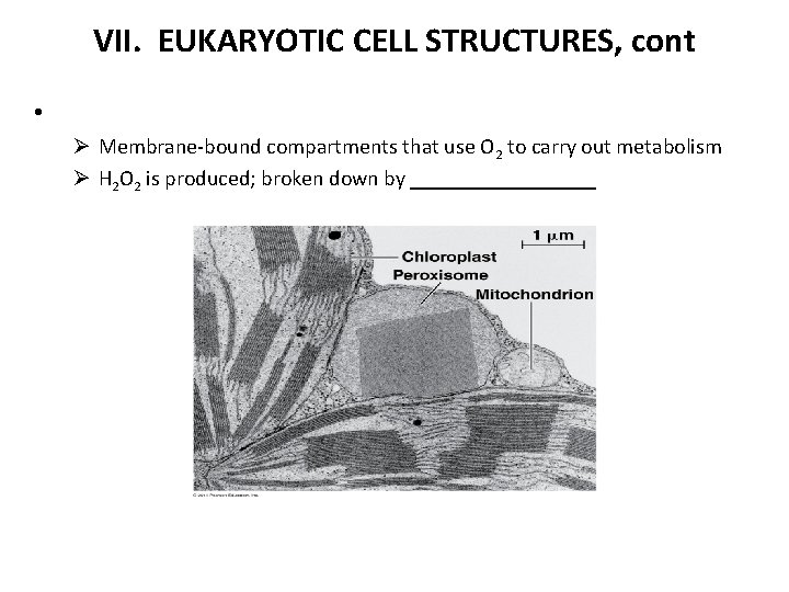 VII. EUKARYOTIC CELL STRUCTURES, cont • Ø Membrane-bound compartments that use O 2 to