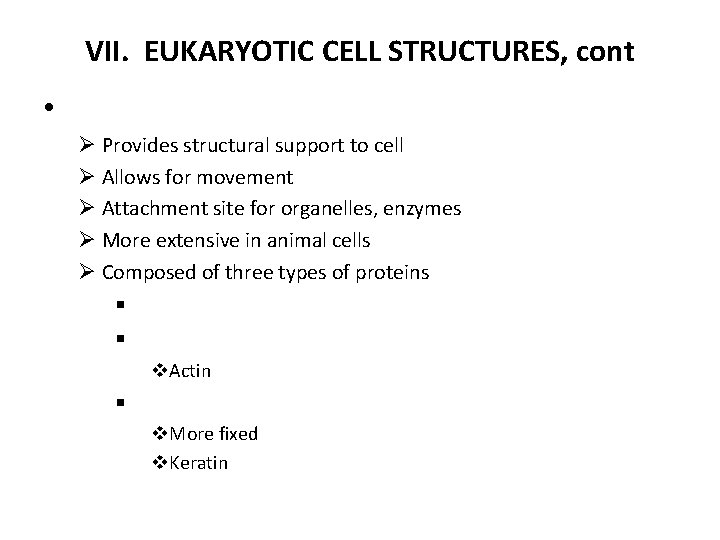 VII. EUKARYOTIC CELL STRUCTURES, cont • Ø Provides structural support to cell Ø Allows