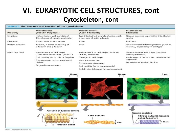 VI. EUKARYOTIC CELL STRUCTURES, cont Cytoskeleton, cont 
