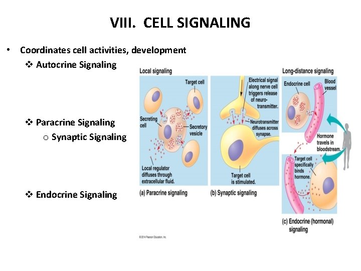 VIII. CELL SIGNALING • Coordinates cell activities, development v Autocrine Signaling v Paracrine Signaling