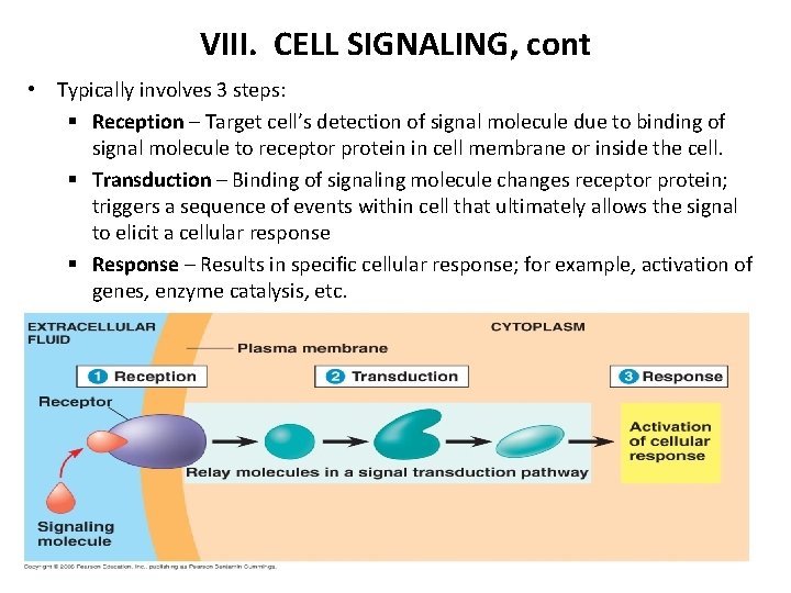 VIII. CELL SIGNALING, cont • Typically involves 3 steps: § Reception – Target cell’s