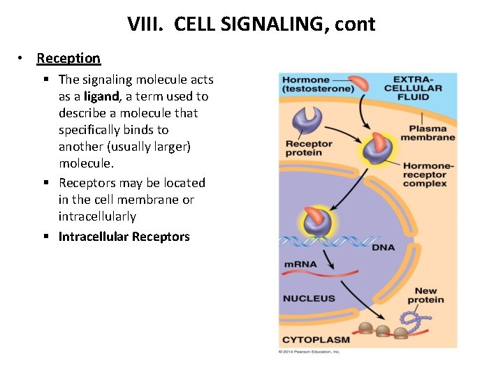 VIII. CELL SIGNALING, cont • Reception § The signaling molecule acts as a ligand,