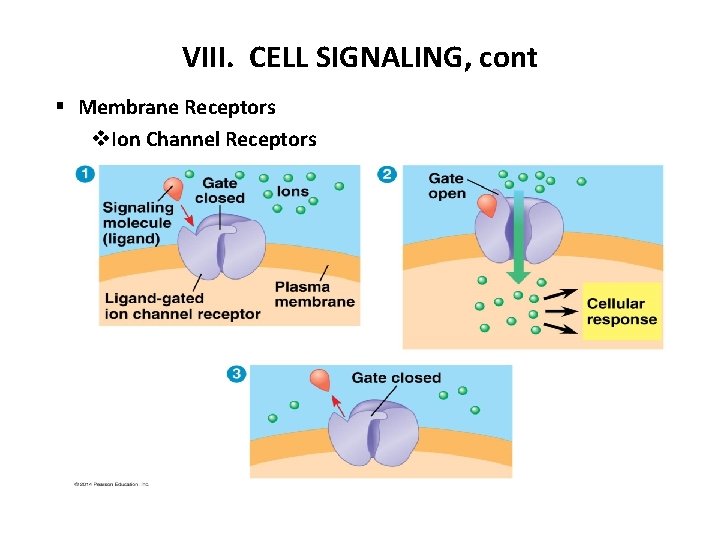 VIII. CELL SIGNALING, cont § Membrane Receptors v. Ion Channel Receptors 