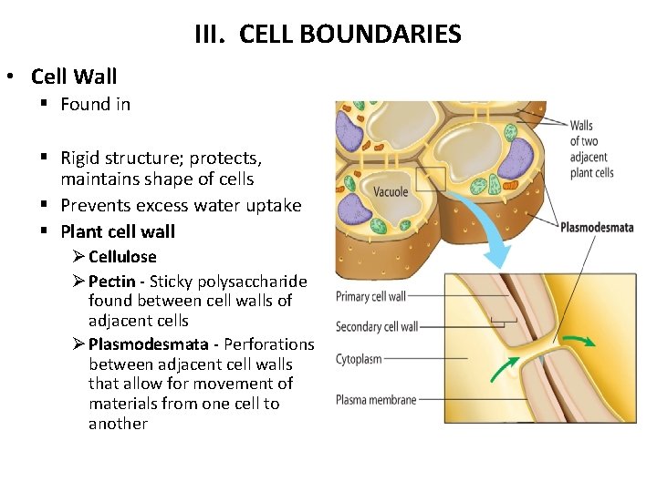 III. CELL BOUNDARIES • Cell Wall § Found in § Rigid structure; protects, maintains