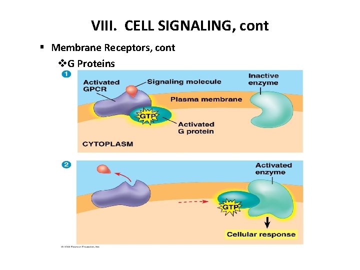 VIII. CELL SIGNALING, cont § Membrane Receptors, cont v. G Proteins 