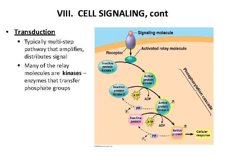 VIII. CELL SIGNALING, cont • Transduction § Typically multi-step pathway that amplifies, distributes signal
