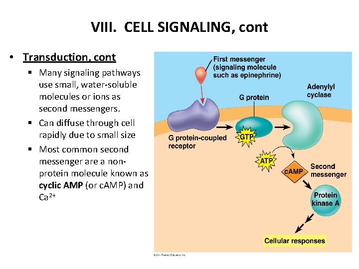 VIII. CELL SIGNALING, cont • Transduction, cont § Many signaling pathways use small, water-soluble