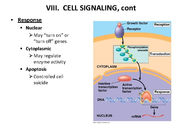 VIII. CELL SIGNALING, cont • Response § Nuclear Ø May “turn on” or “turn