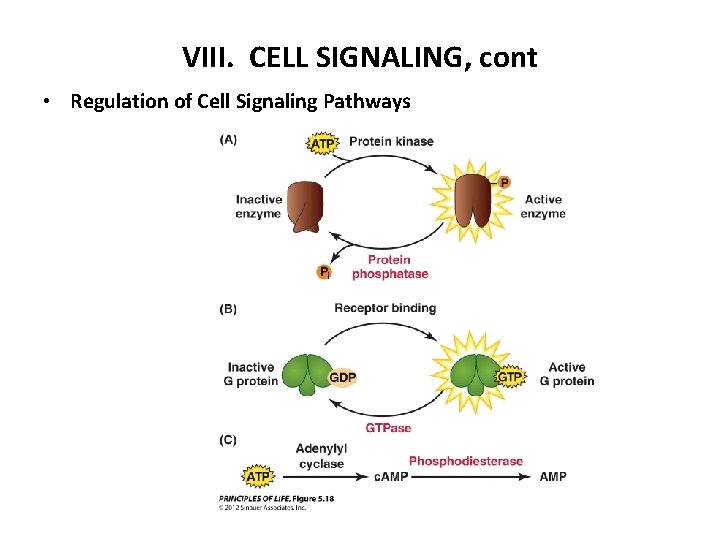 VIII. CELL SIGNALING, cont • Regulation of Cell Signaling Pathways 