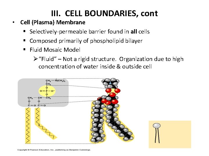 III. CELL BOUNDARIES, cont • Cell (Plasma) Membrane § Selectively-permeable barrier found in all