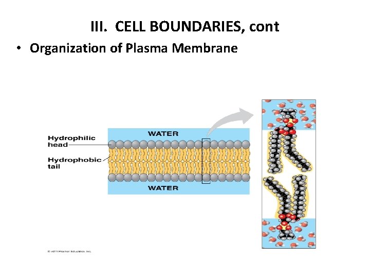 III. CELL BOUNDARIES, cont • Organization of Plasma Membrane 