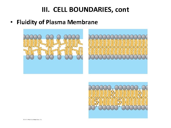 III. CELL BOUNDARIES, cont • Fluidity of Plasma Membrane 