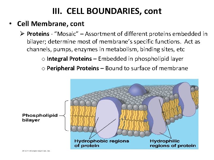 III. CELL BOUNDARIES, cont • Cell Membrane, cont Ø Proteins - “Mosaic” – Assortment