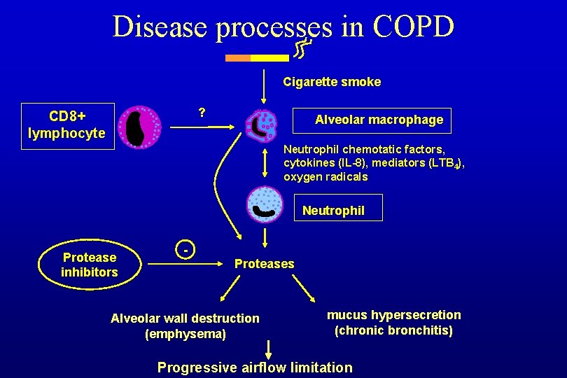 Disease processes in COPD Cigarette smoke ? CD 8+ lymphocyte Alveolar macrophage Neutrophil chemotatic