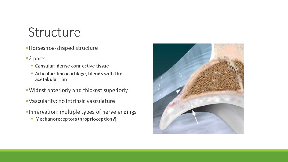 Structure §Horseshoe-shaped structure § 2 parts § Capsular: dense connective tissue § Articular: fibrocartilage,