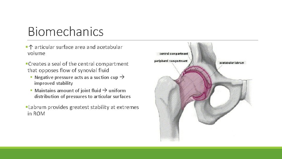 Biomechanics §↑ articular surface area and acetabular volume §Creates a seal of the central