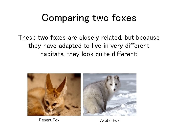 Comparing two foxes These two foxes are closely related, but because they have adapted