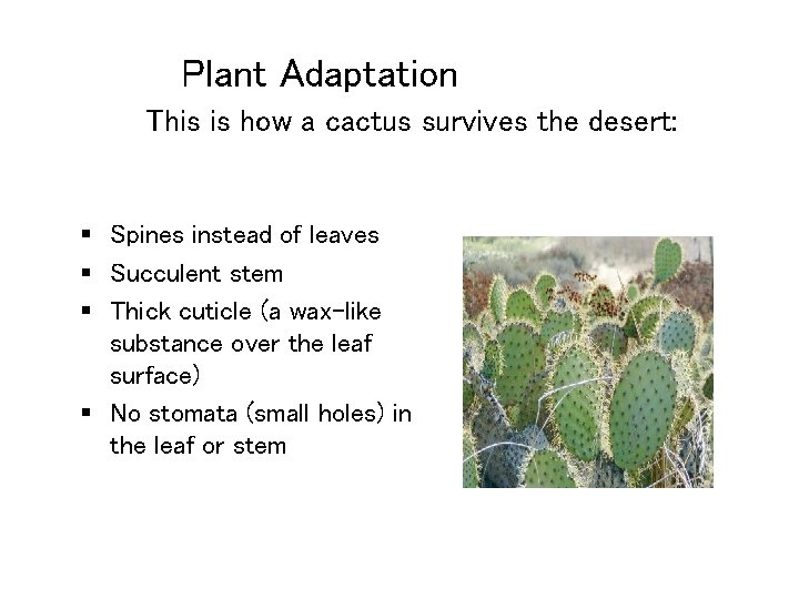 Plant Adaptation This is how a cactus survives the desert: § Spines instead of