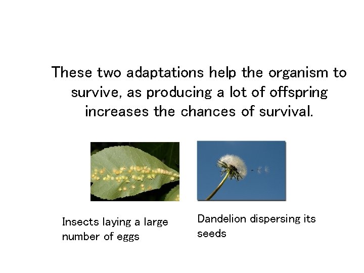 These two adaptations help the organism to survive, as producing a lot of offspring