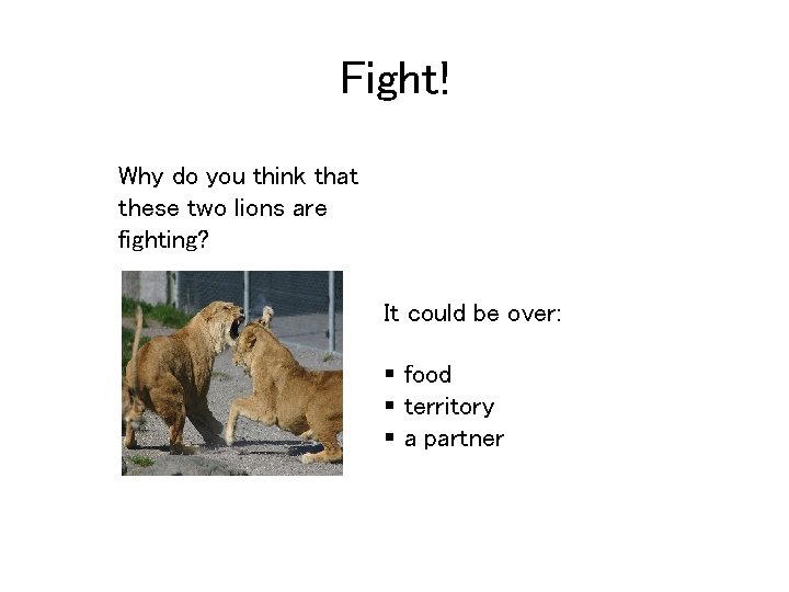 Fight! Why do you think that these two lions are fighting? It could be