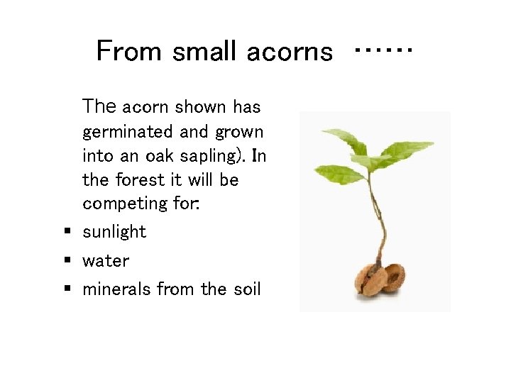 From small acorns …… The acorn shown has germinated and grown into an oak