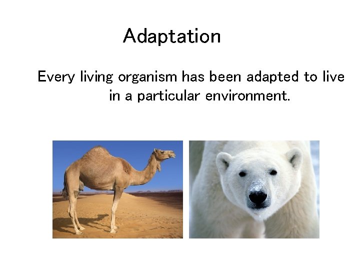 Adaptation Every living organism has been adapted to live in a particular environment. 