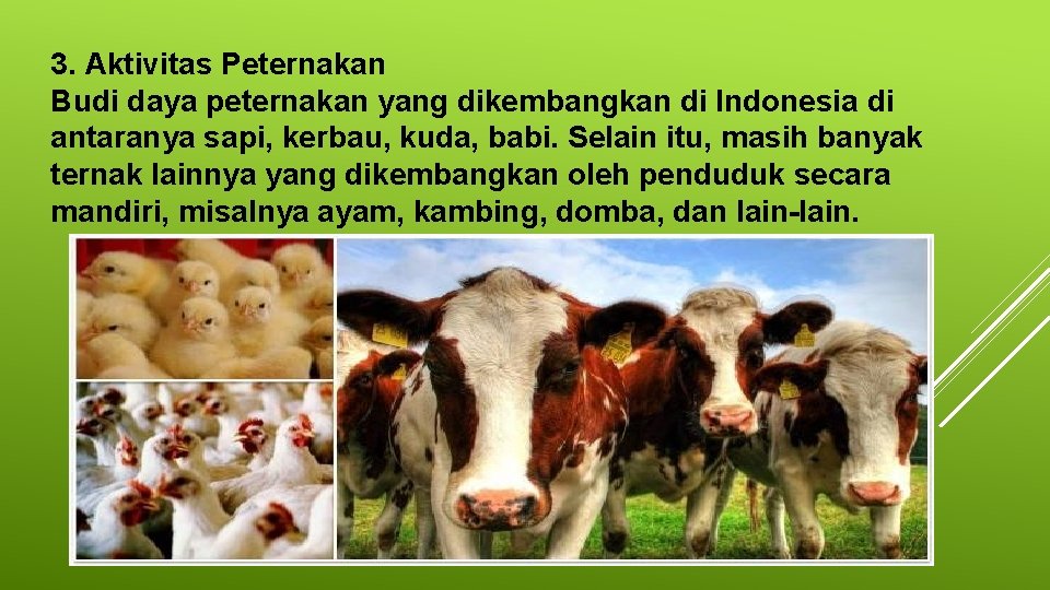 3. Aktivitas Peternakan Budi daya peternakan yang dikembangkan di Indonesia di antaranya sapi, kerbau,
