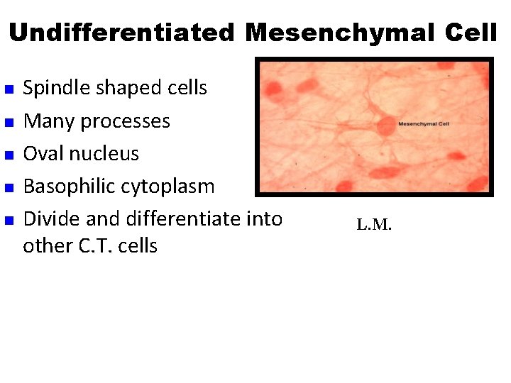 Undifferentiated Mesenchymal Cell n n n Spindle shaped cells Many processes Oval nucleus Basophilic