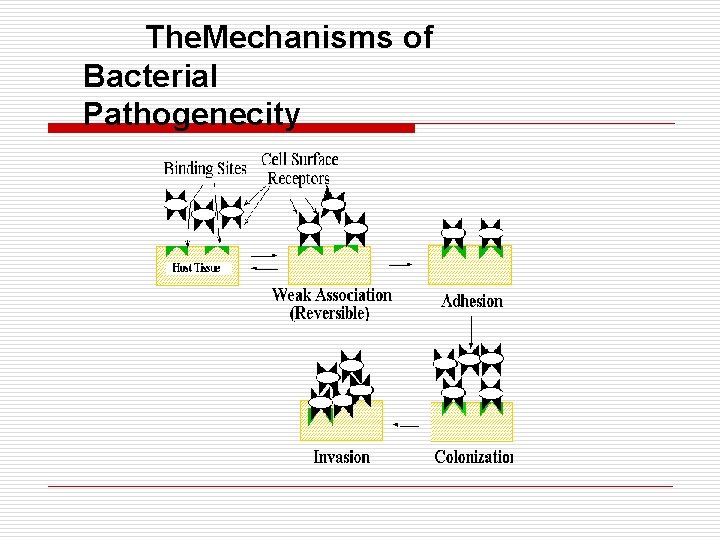 The. Mechanisms of Bacterial Pathogenecity 