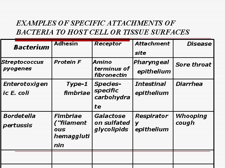 EXAMPLES OF SPECIFIC ATTACHMENTS OF BACTERIA TO HOST CELL OR TISSUE SURFACES Bacterium Streptococcus