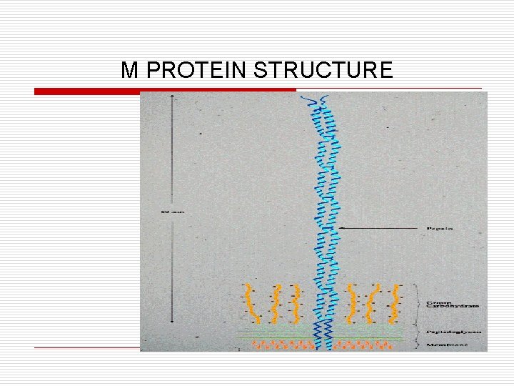 M PROTEIN STRUCTURE 