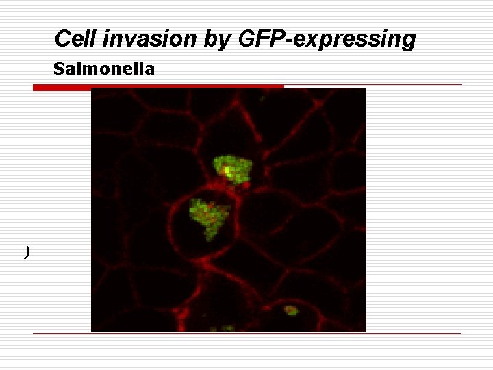 Cell invasion by GFP-expressing Salmonella ) 