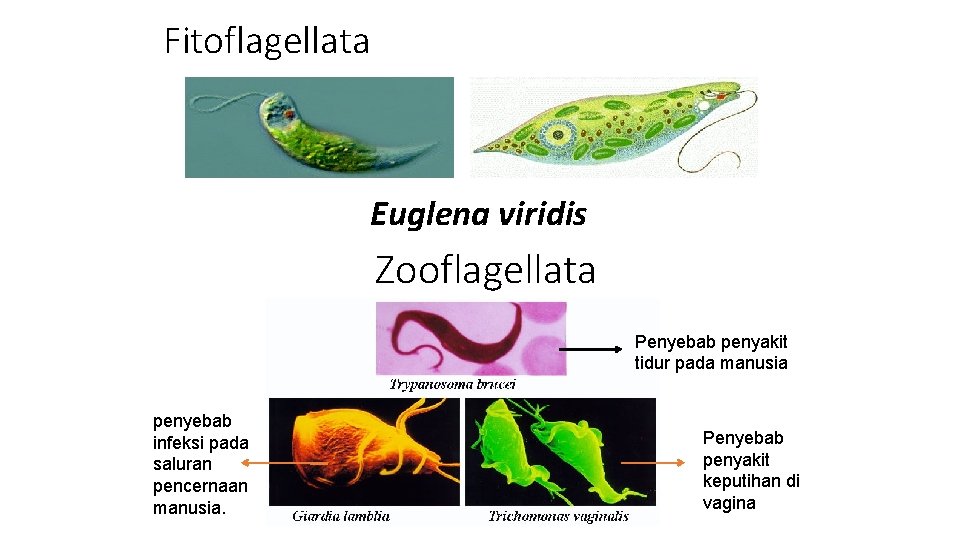 Fitoflagellata Euglena viridis Zooflagellata Penyebab penyakit tidur pada manusia penyebab infeksi pada saluran pencernaan